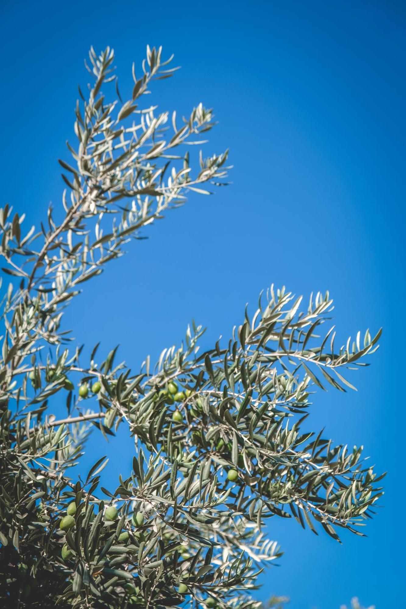 Natureland Efes Pension Selçuk Eksteriør billede