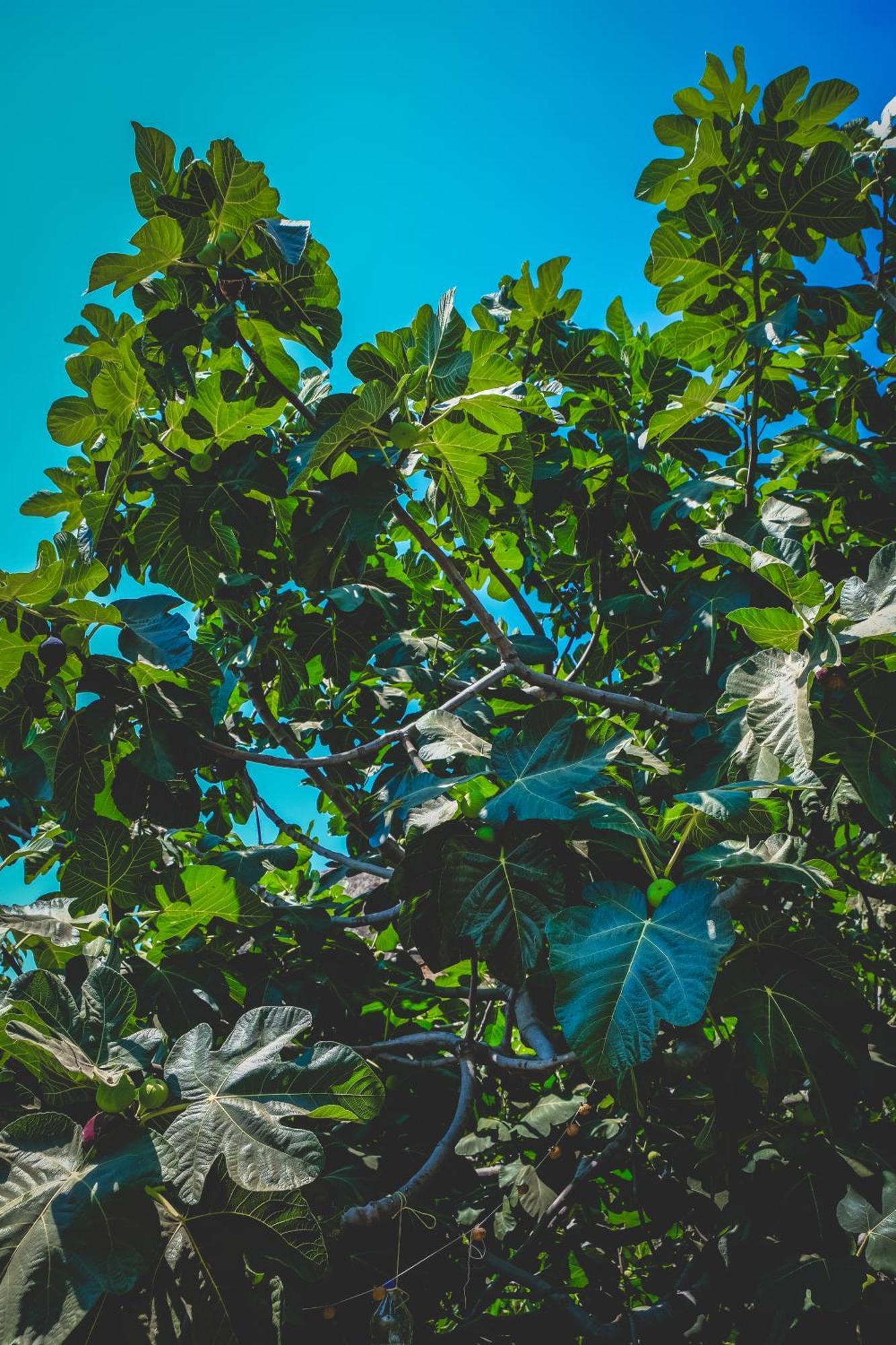 Natureland Efes Pension Selçuk Eksteriør billede
