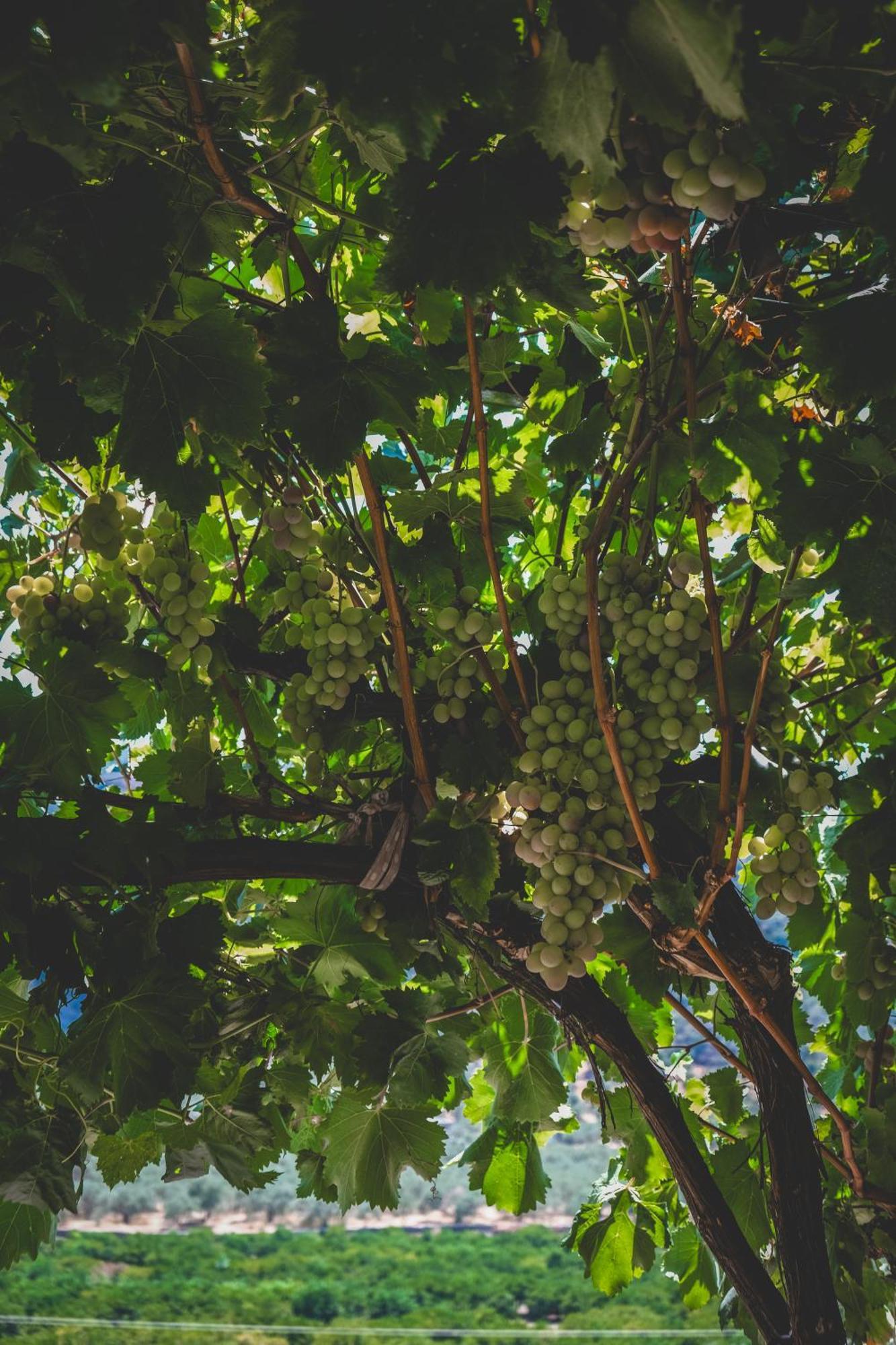 Natureland Efes Pension Selçuk Eksteriør billede
